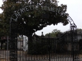 Had to walk by the cemetery at dusk