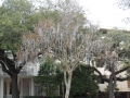 Beads left over from Mardi Gras hanging from the trees along St. Charles Avenue