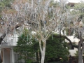 Beads left over from Mardi Gras hanging from the trees along St. Charles Avenue