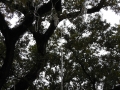 Beads left over from Mardi Gras hanging from the trees along St. Charles Avenue