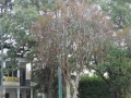 Beads left over from Mardi Gras hanging from the trees along St. Charles Avenue