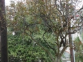 Beads left over from Mardi Gras hanging from the trees along St. Charles Avenue